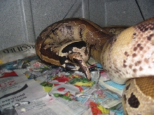 Short-tail coplution