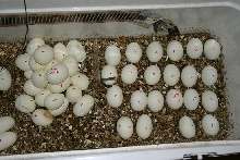 Bunch of Borneo Eggs