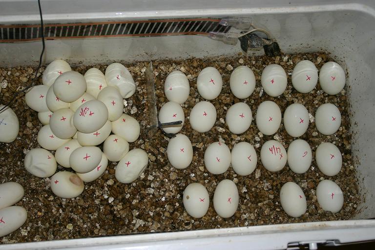 Bunch of Borneo Eggs