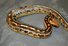 Python breitensteini or borneo short-tailed python