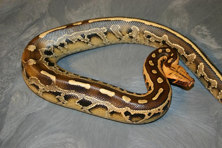 Python breitensteini or borneo short-tailed python