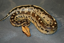 Python breitensteini or borneo short-tailed python