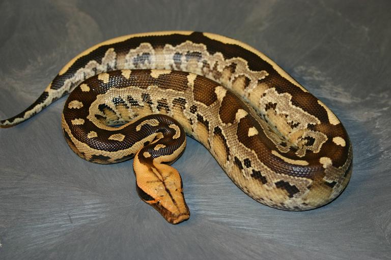 Python breitensteini or borneo short-tailed python