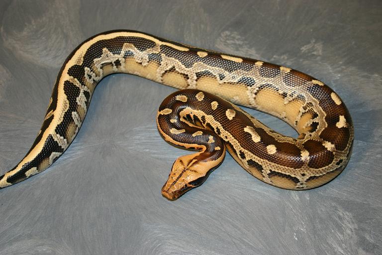 Python breitensteini or borneo short-tailed python