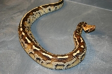Python breitensteini or borneo short-tailed python