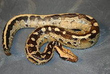 Python breitensteini or borneo short-tailed python