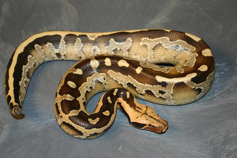 Python breitensteini or borneo short-tailed python