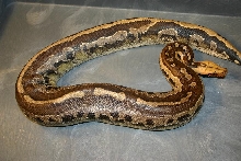Python breitensteini