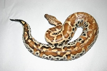 Python brongersmai