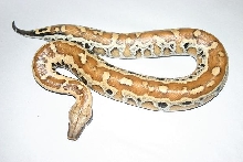 Python brongersmai