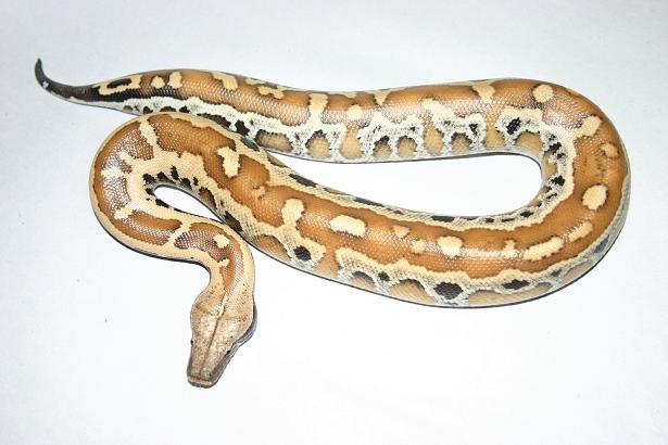 Python brongersmai