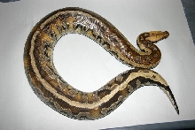 Python breitensteini