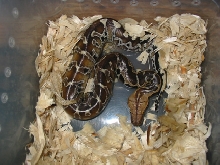 Hatchling Sarawak Male