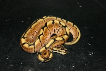 Spider hatchling