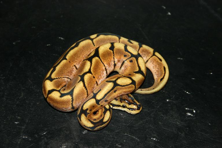 Spider hatchling
