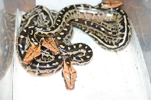 Hatchling Borneo Short-tailed Pythons