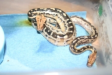 Hatchling Borneo Short-tailed Pythons