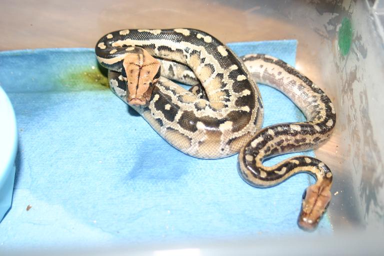 Hatchling Borneo Short-tailed Pythons