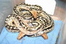 Hatchling Borneo Short-tailed Pythons