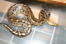 Sarawak short tail