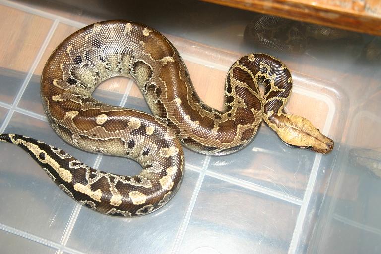 Sarawak short tail