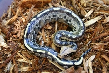 borneo short tailed python