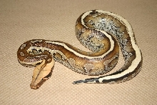 borneo
