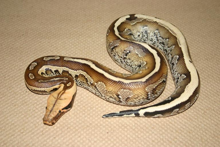 borneo