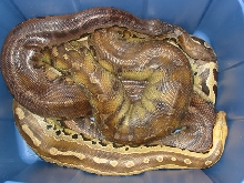 Pile of borneos