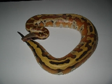 pink banka blood python