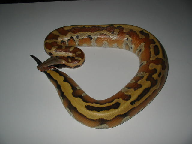 pink banka blood python