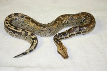sarawak
