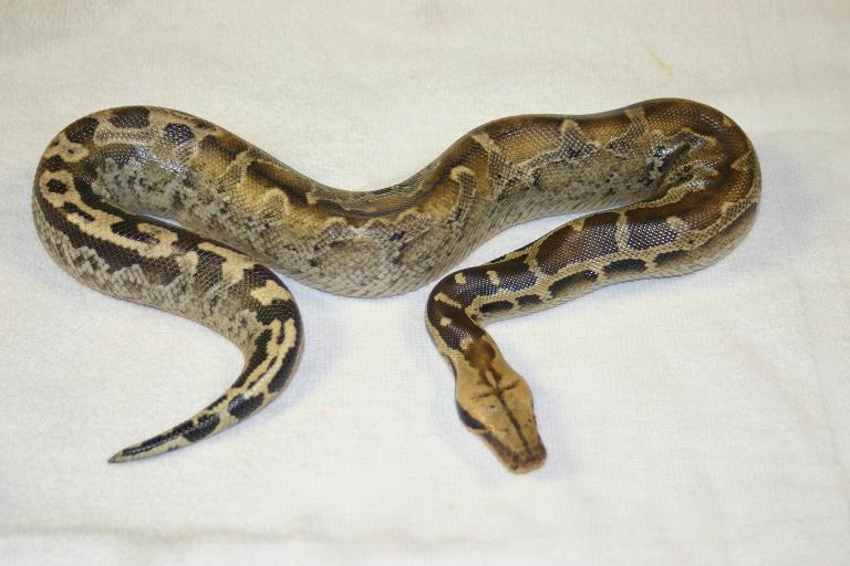 sarawak