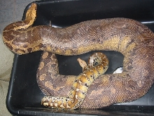 Sarawak Female (1999) and Sarawak Male (2003)