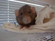 Petrie on top of cage