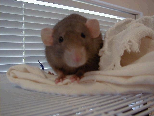 Petrie on top of cage