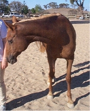 Salome