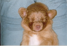 Puppy Bear