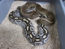 Mojave & Pin breeding