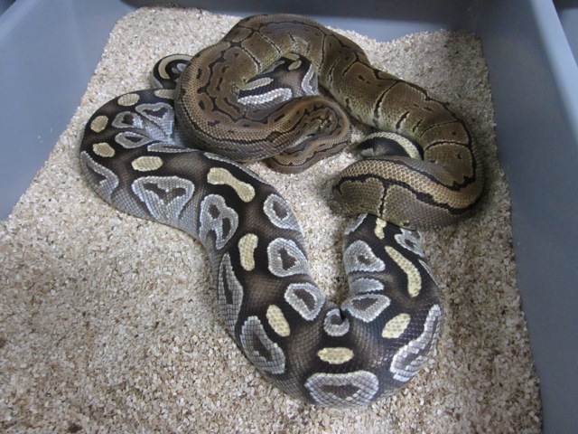 Mojave & Pin breeding