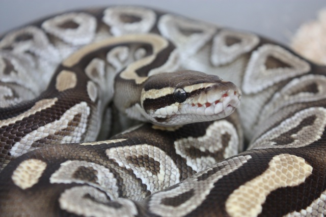 Mojave (light coloration)