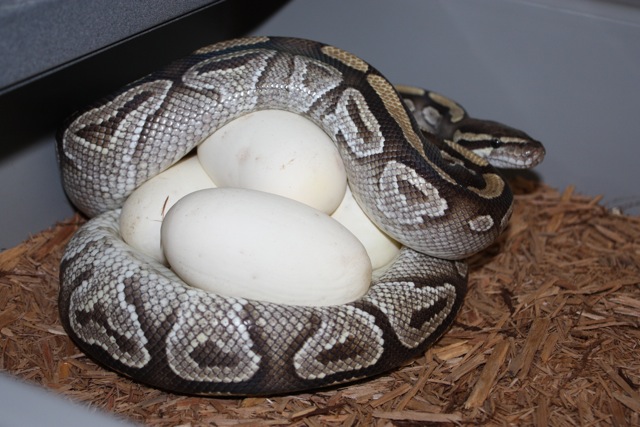 Mojave on eggs Feb 2011