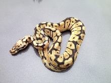 Bumble bee het desert ghost