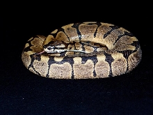 woma het albino
