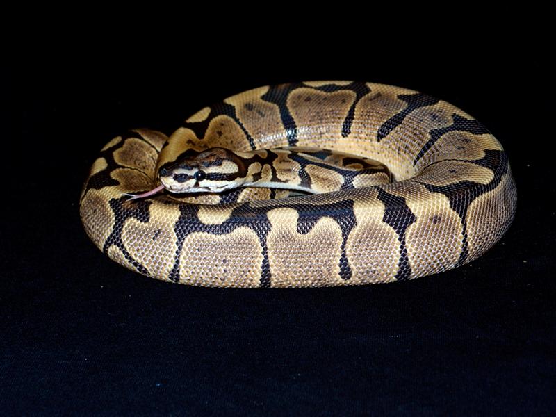 woma het albino
