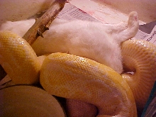 Burm Feeding 1