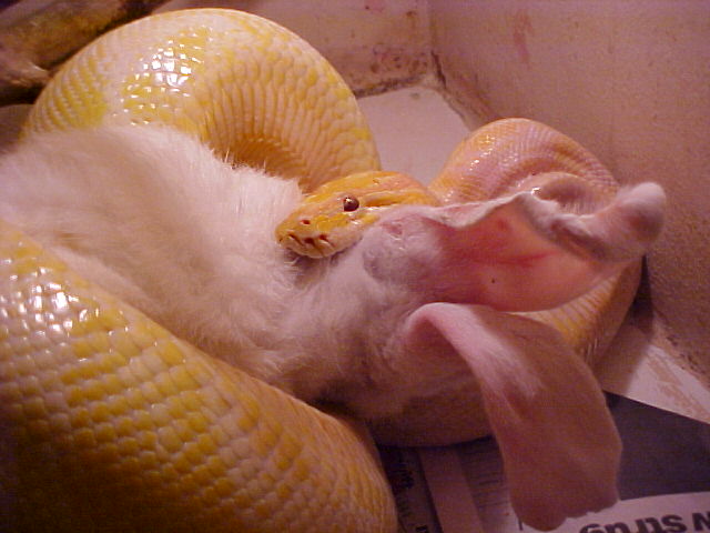 Burm Feeding 2