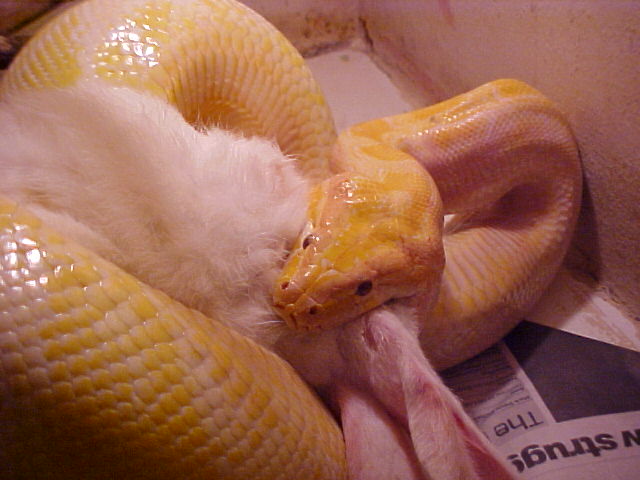 Burm Feeding 3