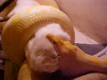 Burm Feeding 4