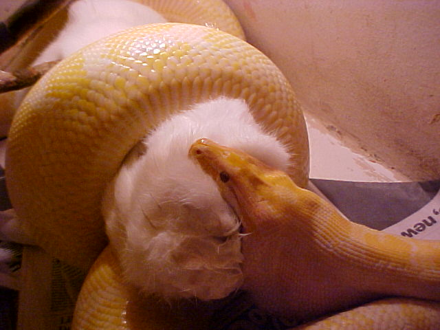 Burm Feeding 4